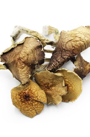 Buy Penis Envy Magic Mushrooms Online | Mega Local Distro