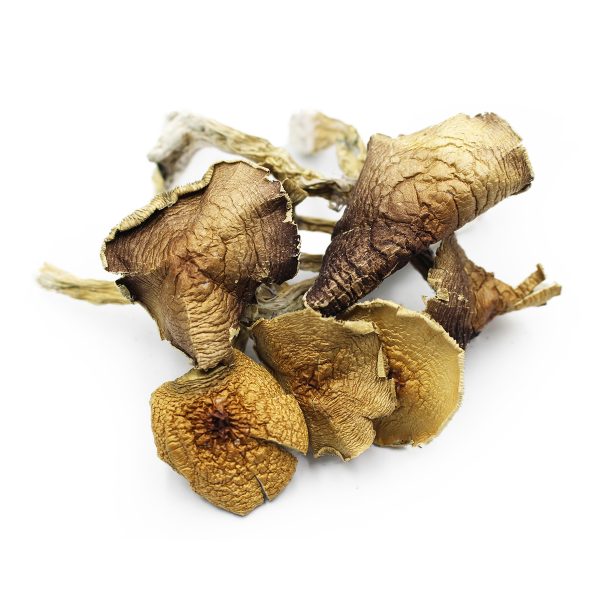 Buy Penis Envy Magic Mushrooms Online | Mega Local Distro